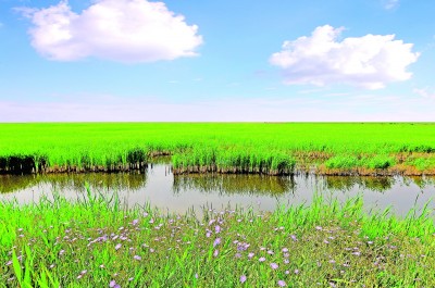 聚焦湿地保护法正式实施
