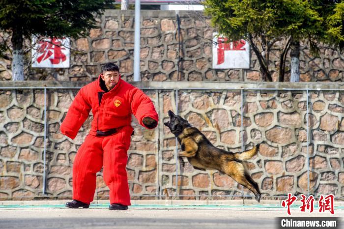 吉林边境检查站警犬春训忙