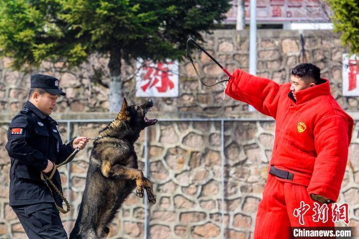 吉林边境检查站警犬春训忙