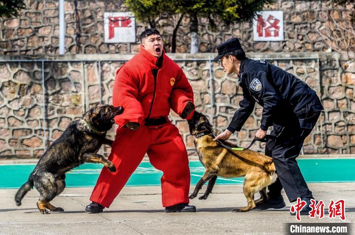 吉林边境检查站警犬春训忙