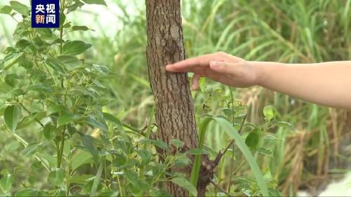 广东茂名一养殖场因内涝致部分鳄鱼出逃 已捕获36条